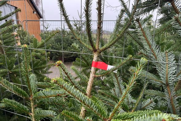Verkauf von Tannenbäumen bei Michaël Rood in Jalhay