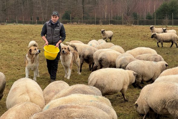 Michaël Rood füttert seine Schafe