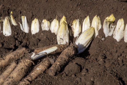 Chicorée-Wurzeln und -Spitzen im Beet