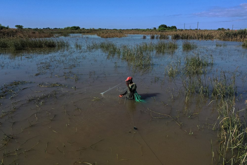 Ein Mann steht bis zur Hüfte inmitten von überschwemmten Zuckerrohrfeldern und fischt im Hochwasser