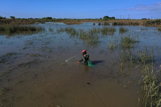 Ein Mann steht bis zur Hüfte inmitten von überschwemmten Zuckerrohrfeldern und fischt im Hochwasser
