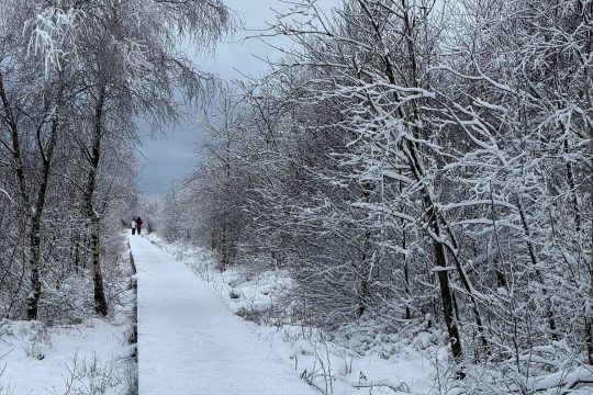 Schneetouristen auf Botrange