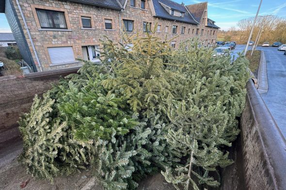 JGV St. Vith sammelt Weihnachtsbäume ein