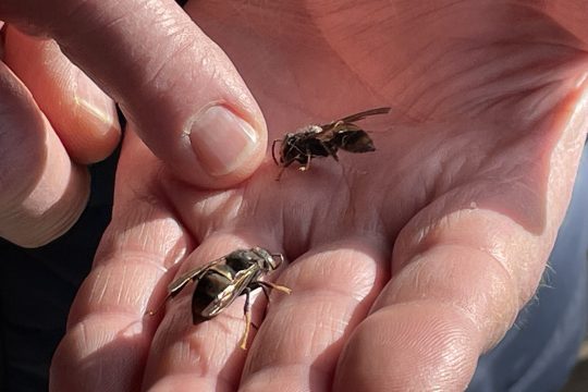Asiatische Hornissen liegen auf einer Hand, ein Finger der anderen Hand zeigt auf eines der Tiere