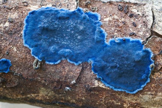 Blauer Krustenpilz auf einem Baumstamm