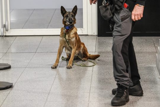 Drogenspürhund der Polizei, neben ihm steht ein Polizist (nur die Beine von ihm werden gezeigt)