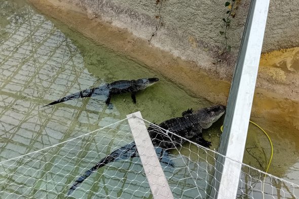 Krokodile in der Tropenwelt "Edenya" im Tierpark Pairi Daiza