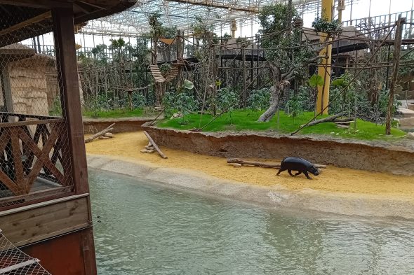 Tapir in der Tropenwelt "Edenya" im Tierpark Pairi Daiza
