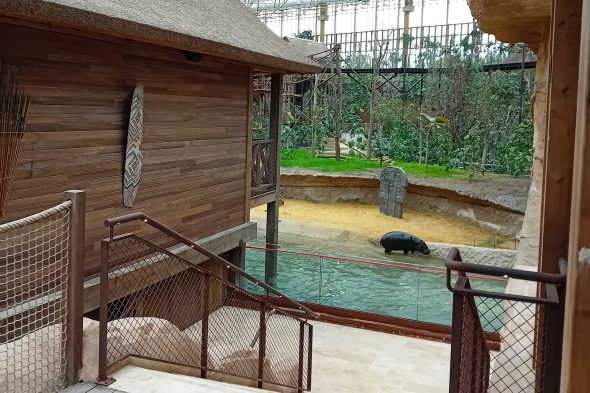 Tapir in der Tropenwelt "Edenya" im Tierpark Pairi Daiza