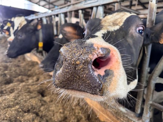 Kuh in Großaufnahme