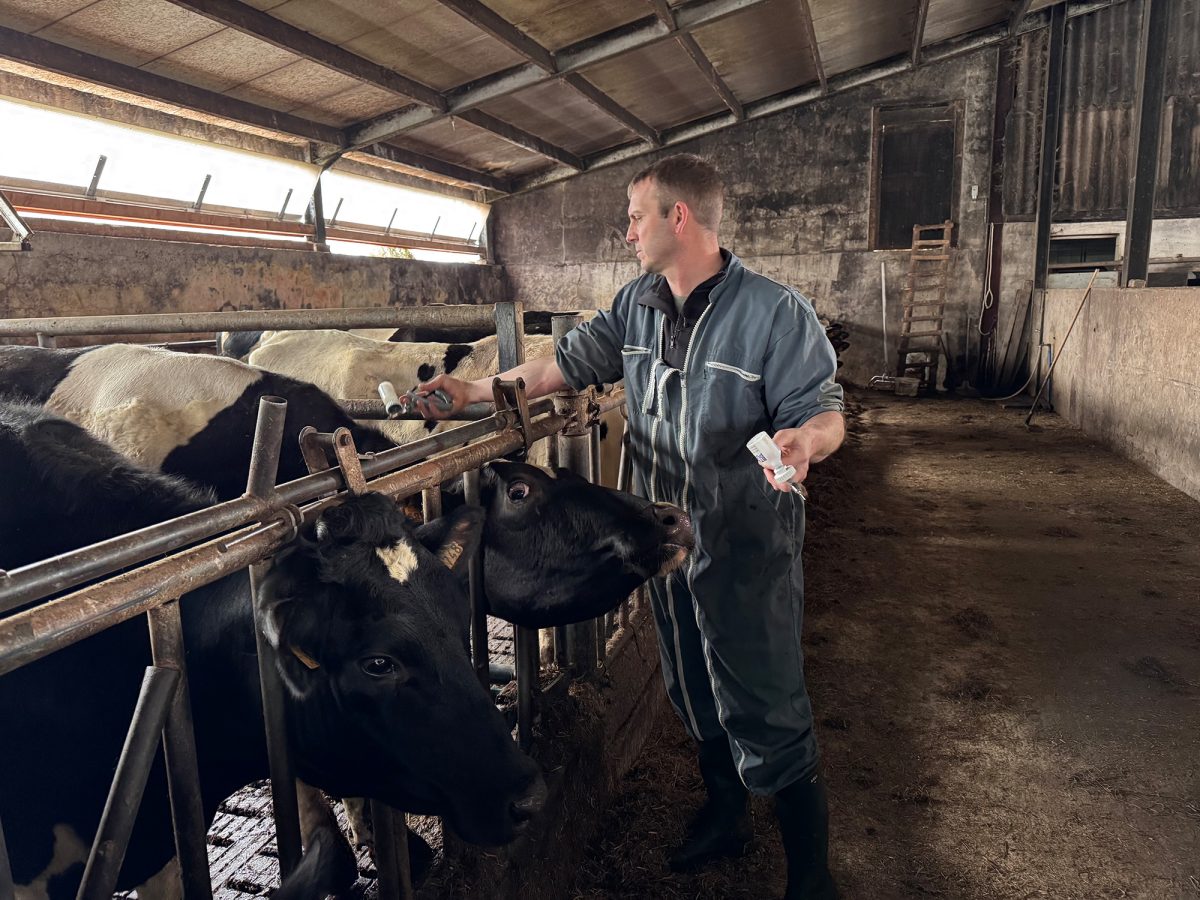 Tierarzt versorgt Kühe im Stall
