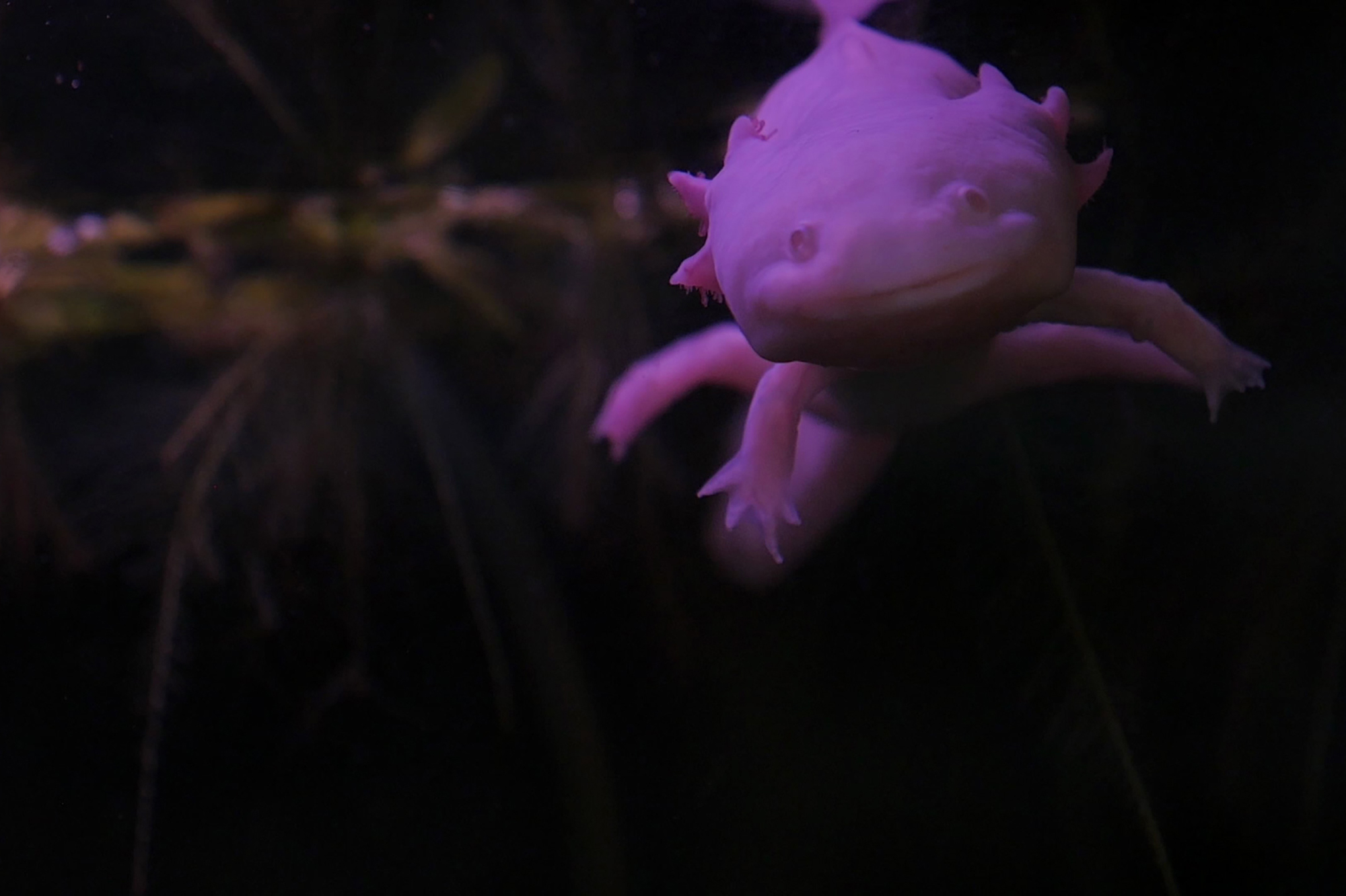 Soul flashes, Videokunst in der Ikob-Black-Box 