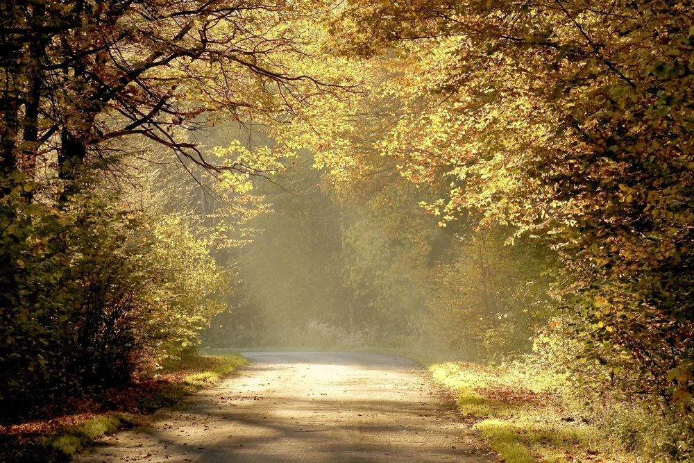 Waldweg