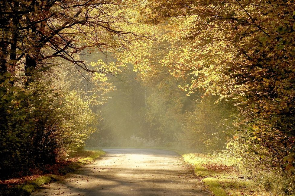 Waldweg