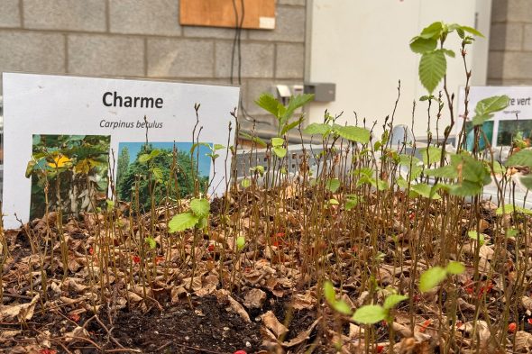 Baum-Sprösslinge im Comptoir Forestier