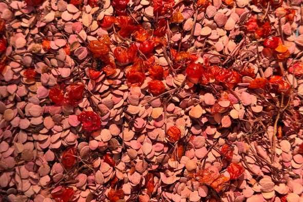 Samen im Comptoir Forestier