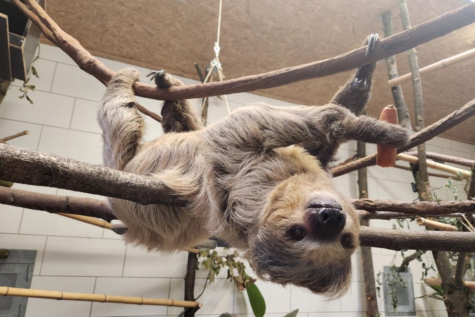 Faultier Fips hängt kopfüber an Ästen in seinem Gehege und schaut in die Kamera, erhält eine Karotte