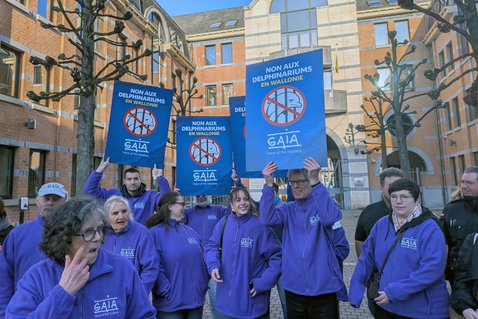 Mitglieder von GAIA mit Transparenten in der Hand, darauf die Aufschrift "Keine Delfinarien in der Wallonie"
