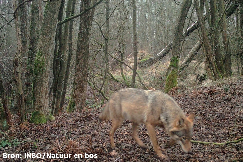 Wölfin Noëlla im Februar 2020