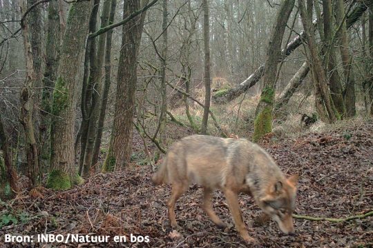 Wölfin Noëlla im Februar 2020