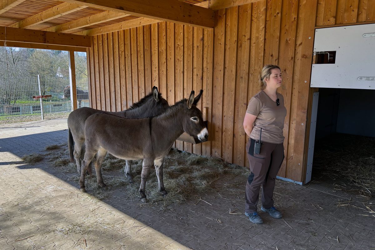Janina Dötzer und zwei Esel im Tierpark Aachen