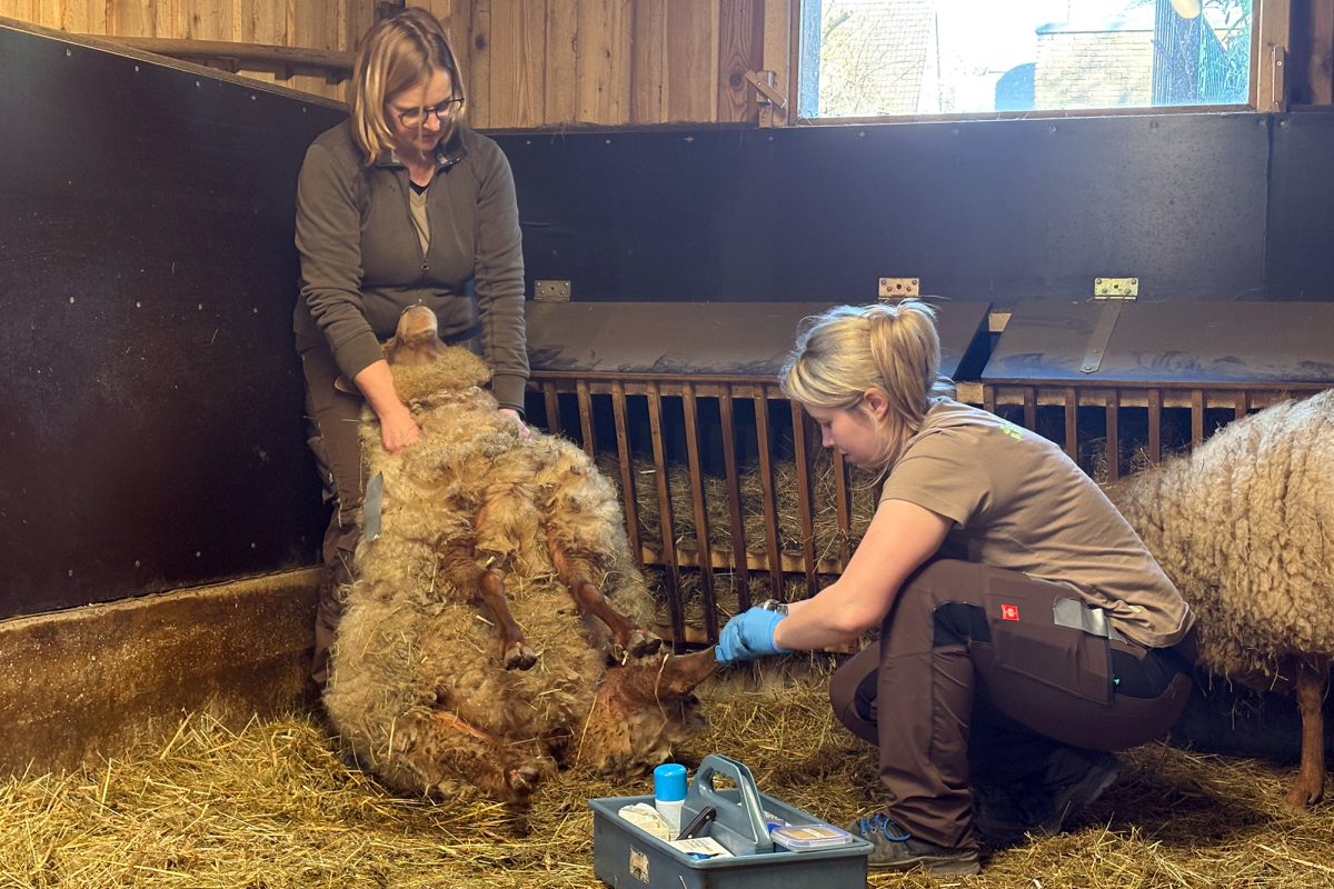Janina Dötzer behandelt ein Schaf, das ihre Kollegin festhält