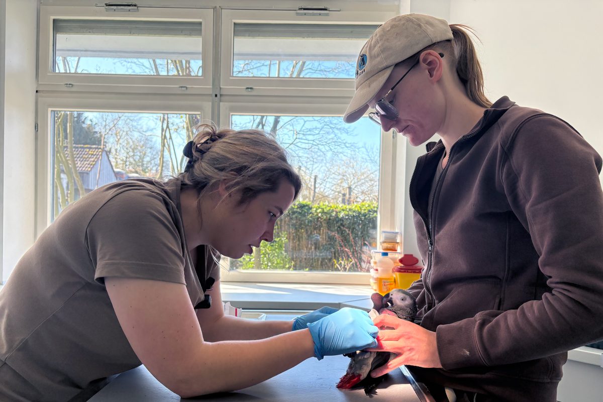 Janina Dötzer behandelt einen Papagei, den ihre Kollegin festhält