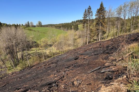 Die verbrannte Fläche in der Nähe von Witzfeld