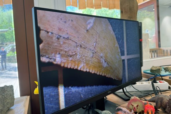 Gefundene Fossilien im Dinosaurierpark Teufelsschlucht in Ernzen