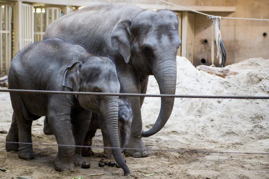 Elefantendame May Tagu (re.) mit einem Neugeborenen im Dezember 2017