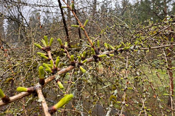 Klima-Garten am Weißen Stein