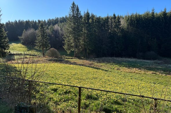 Narzissen im Holzwarchetal