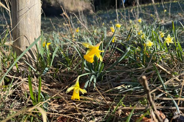 Narzissen im Holzwarchetal