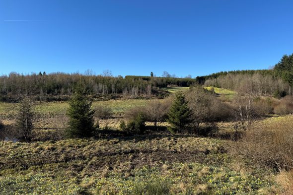 Narzissen im Holzwarchetal