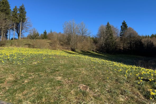 Narzissen im Holzwarchetal