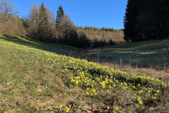 Narzissen im Holzwarchetal