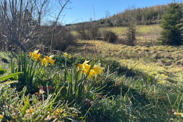 Narzissen im Holzwarchetal
