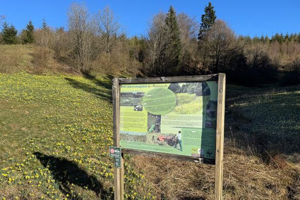 Narzissen im Holzwarchetal