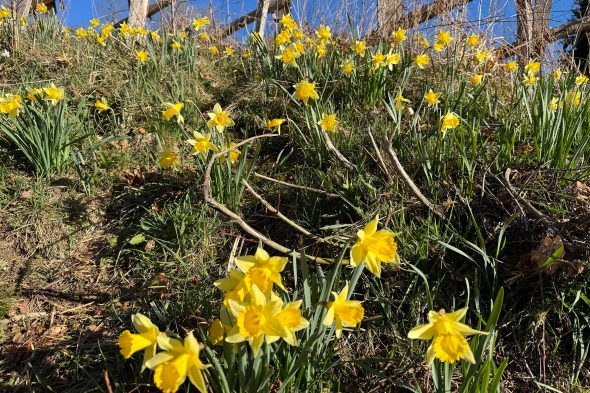 Narzissen im Holzwarchetal