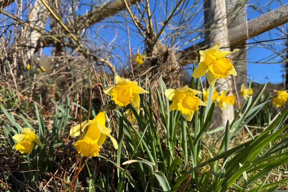 Narzissen im Holzwarchetal