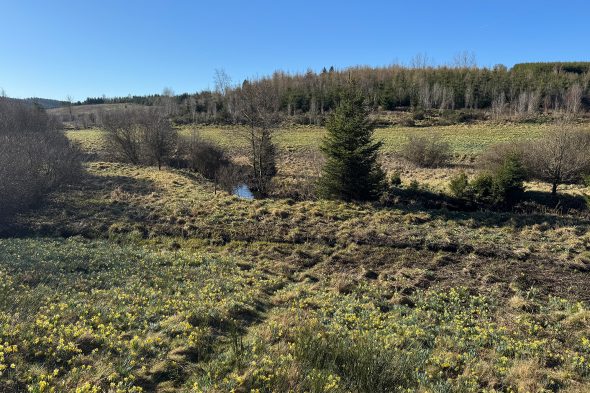 Narzissen im Holzwarchetal