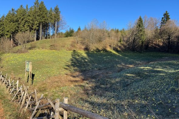 Narzissen im Holzwarchetal