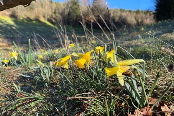 Narzissen im Holzwarchetal