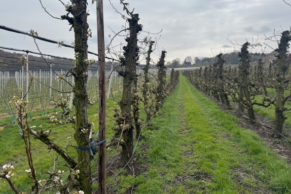Obstbaumplantage in Warsage