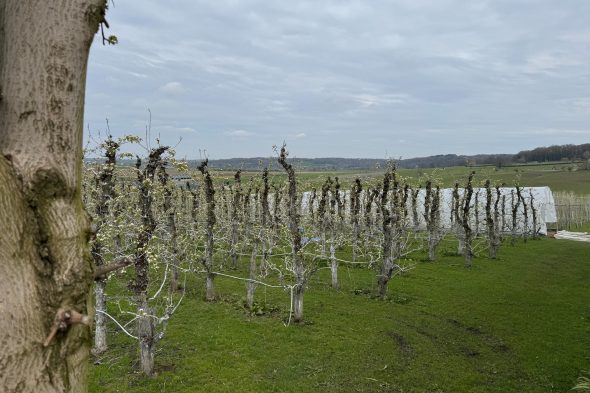 Obstbaumplantage in Warsage