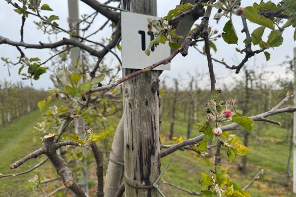Nahaufnahme einer Obstblüte