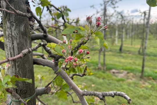 Nahaufnahme einer Obstblüte