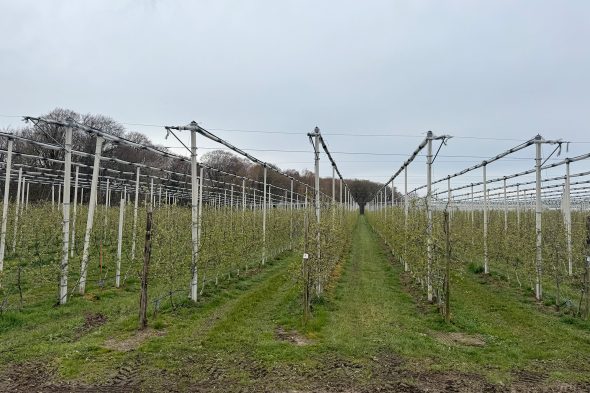 Obstbaumplantage in Warsage