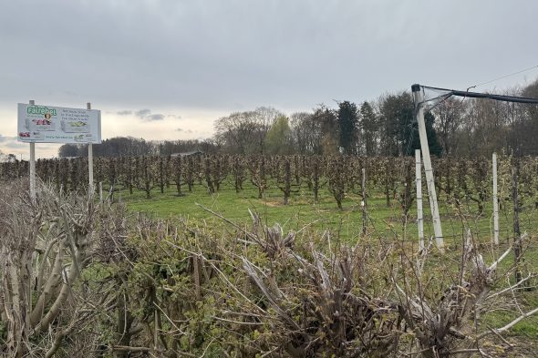 Obstbaumplantage in Warsage