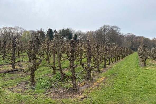 Obstbaumplantage in Warsage